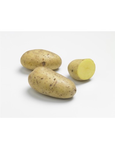 Semences de pommes de terre BIO - variété GOURMANDINE