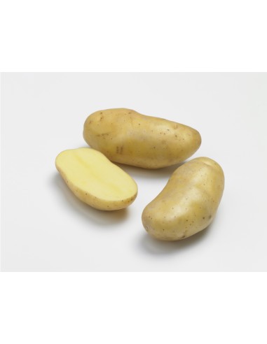 Semences de pommes de terre BIO - variété LINZER DELIKATESS