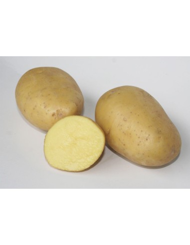 + La sélection de nos experts Semences de pommes de terre BIO - variété MAIWEN