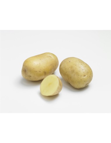 Semences de pommes de terre BIO - PRIMLADY ® variété Rikéa