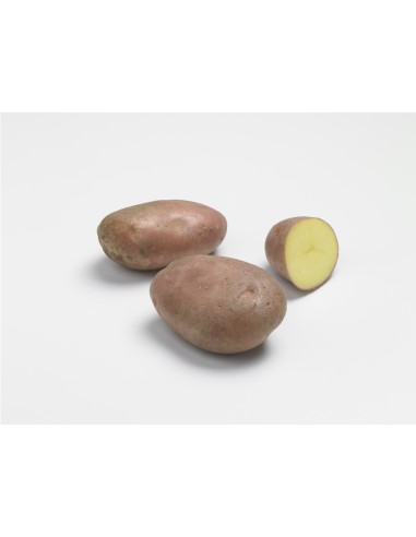 Semences de pommes de terre BIO - variété ROSABELLE