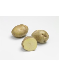 Semences de pommes de terre BIO - variété SIRTEMA