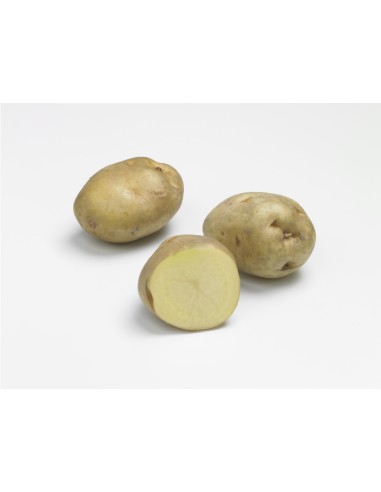 Semences de pommes de terre BIO - variété SIRTEMA