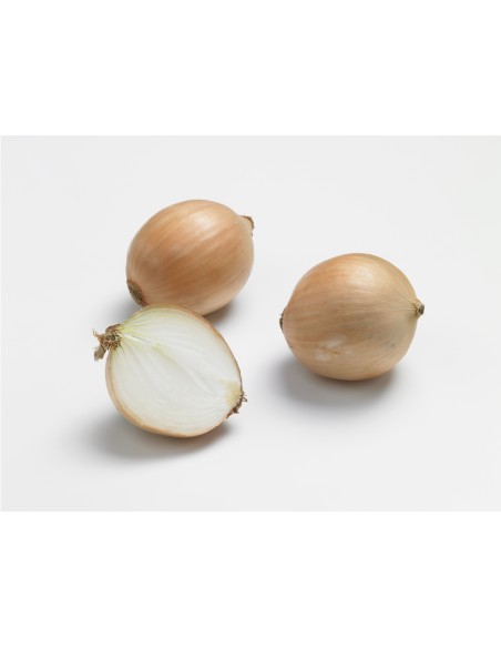 Semences de bulbes potagers BIO - variété oignon STURON