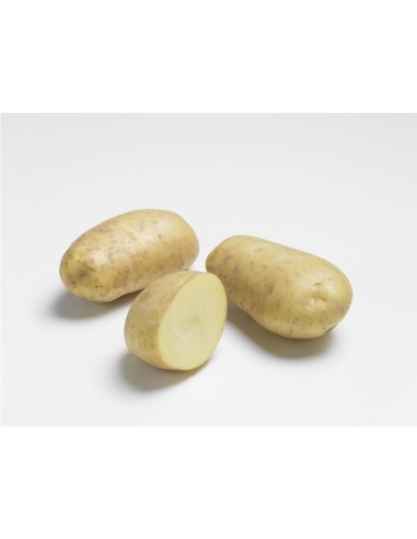 Semences de pommes de terre - variété DAISY