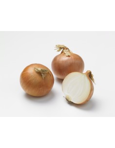 Plants de bulbes potagers BIO - variété oignon jaune CRUSADO