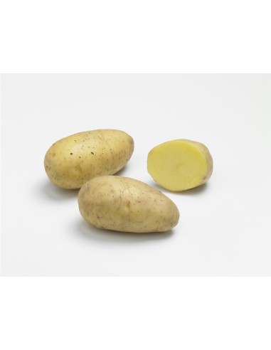 Semences de pommes de terre - variété ANNABELLE