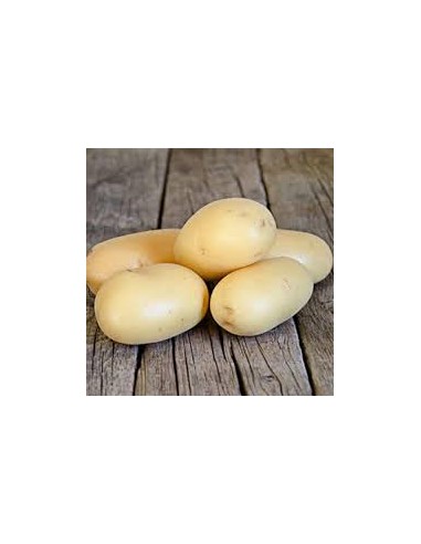 Semences de pommes de terre - variété MANDOLA