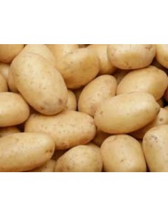 Plants de pommes de terre - variété COLOMBA