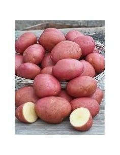 Plants de pommes de terre - variété MANITOU