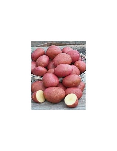 Plants de pommes de terre - variété MANITOU