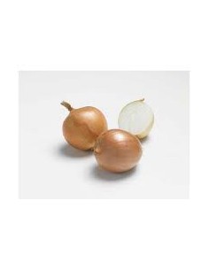 Plants de bulbes potagers - variété oignon CORRADO