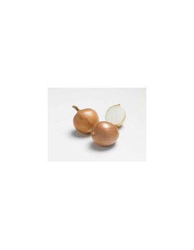 Plants de bulbes potagers - variété oignon CORRADO