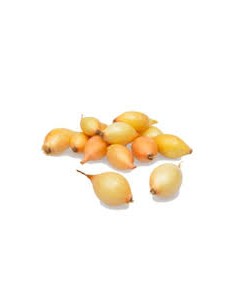 Plants de bulbes potagers - variété oignon SETTON