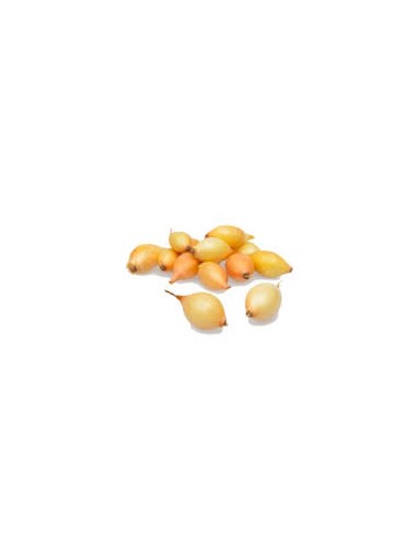 Plants de bulbes potagers - variété oignon SETTON