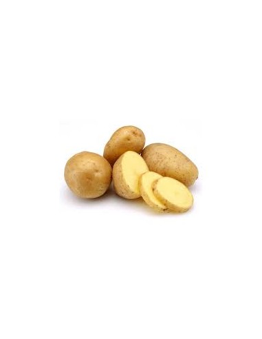 Plants de pommes de terre - variété CICERO