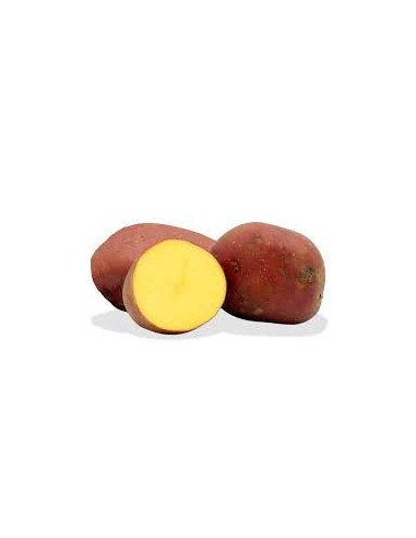 Plants de pommes de terre - variété LAURA