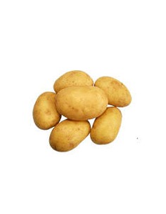 Plants de pommes de terre - variété MONIQUE