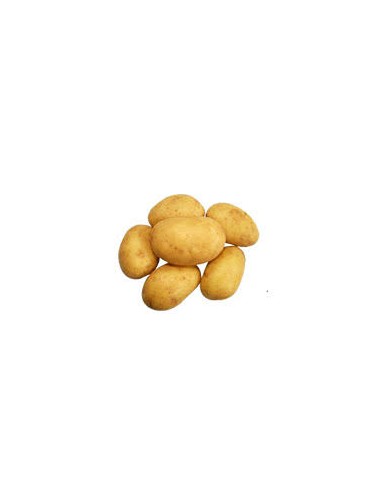 Plants de pommes de terre - variété MONIQUE