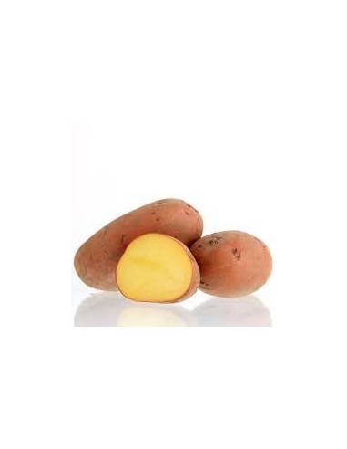 Plants de pommes de terre - variété MOZART