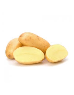 Plants de pommes de terre BIO - variété AGILA