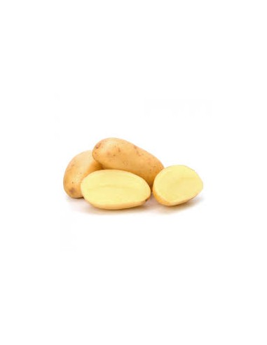 Plants de pommes de terre BIO - variété AGILA