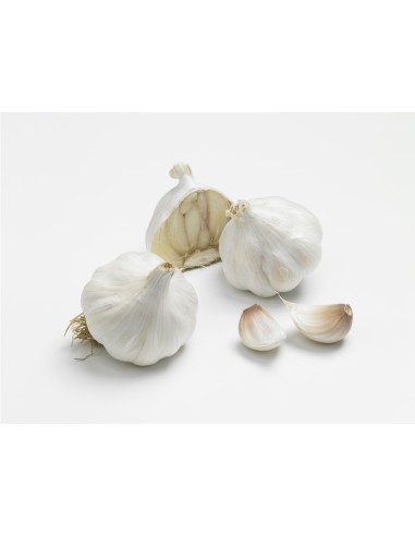 Semences de bulbes potagers BIO - variété ail...