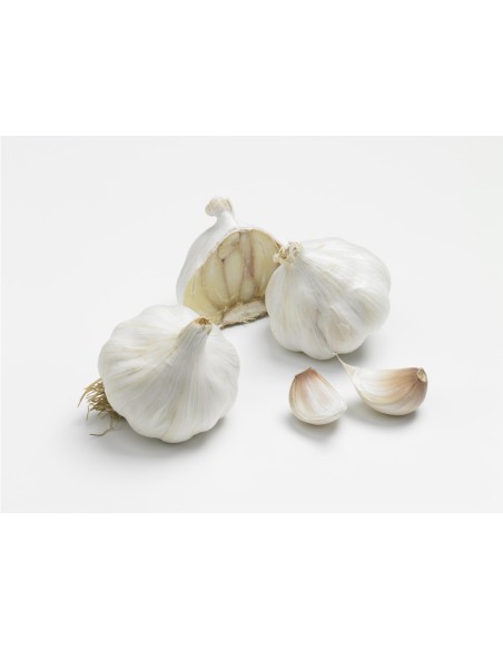 Semences de bulbes potagers BIO - variété ail FLAVOR