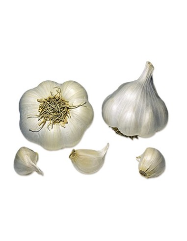 Plants de bulbes potagers - variété ail blanc...