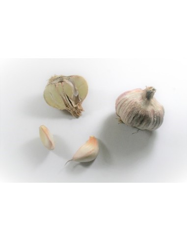 Plants de bulbes potagers - variété ail violet...