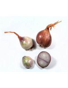 Plants de bulbes potagers - variété échalote MALTESSE