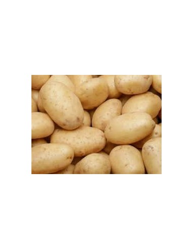 Semences de pommes de terre - variété COLOMBA