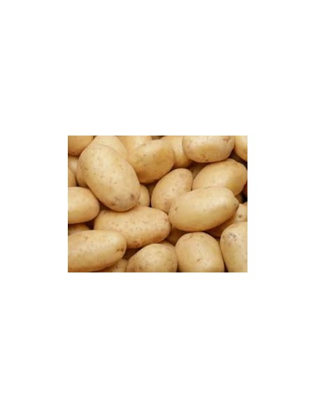 Semences de pommes de terre - variété COLOMBA