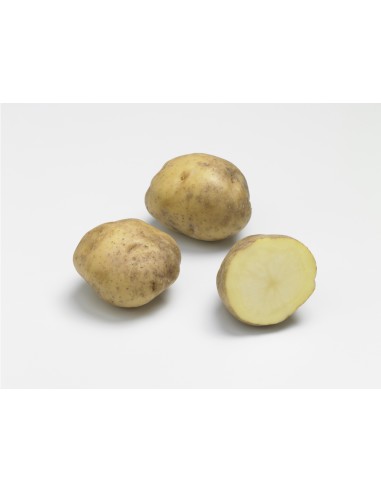 Semence de pomme de terre - variété BONNOTTE DE NOIRMOUTIER