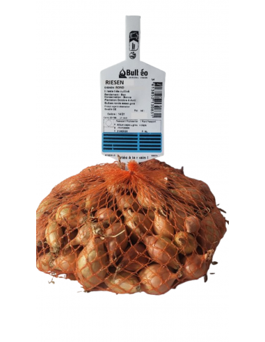 Semences de bulbes potagers - variété oignon...