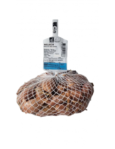Semences de bulbes potagers BIO - variété échalote MELKIOR