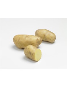 Plants de pomme de terre - variété NICOLA