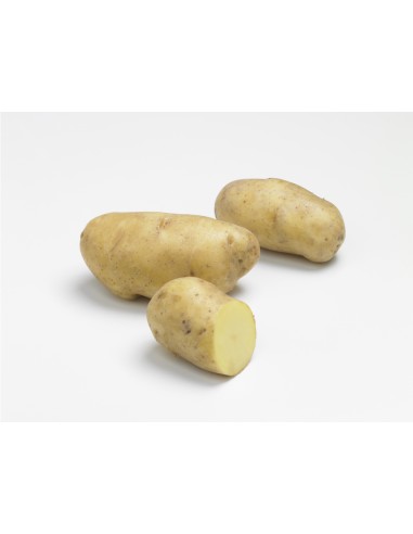 Plants de pomme de terre - variété NICOLA