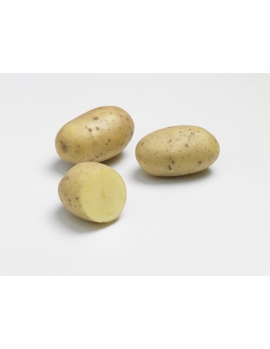 Plants de pommes de terre - variété MELODY
