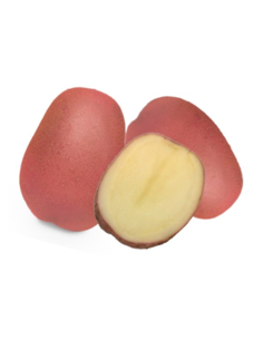 Plants de pommes de terre - variété JAVA