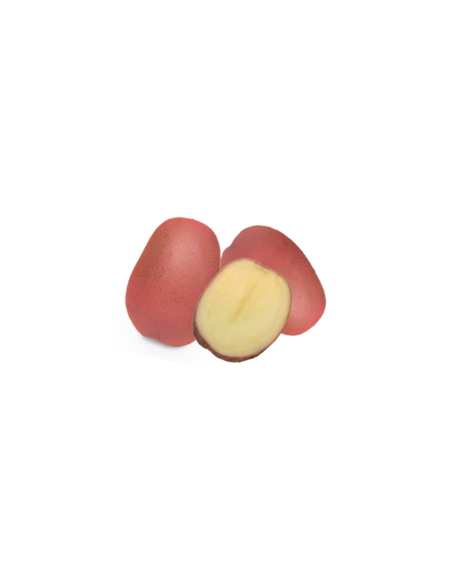 Semences de pomme de terre - variété JAVA