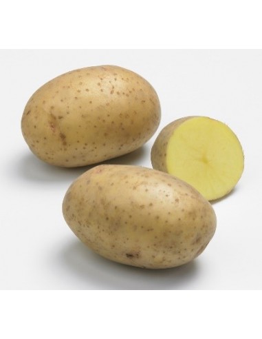 Plants de pomme de terre - variété NAZCA