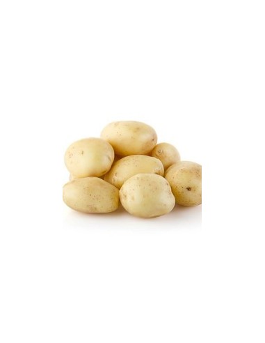 Plants de pomme de terre - variété ONDINE