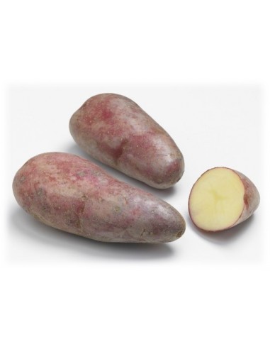 Plants de pommes de terre BIO - variété RUBIS