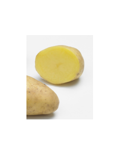Plants de pommes de terre - variété GLORIETTA