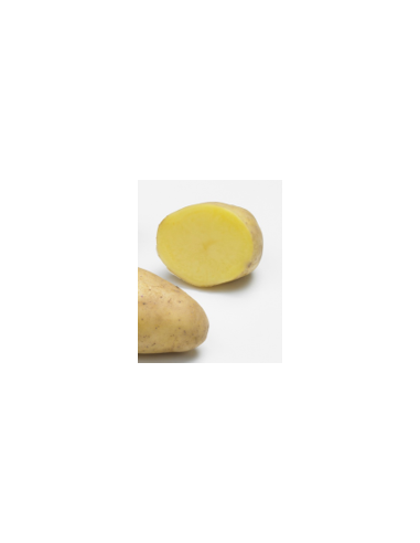 Plants de pommes de terre - variété GLORIETTA
