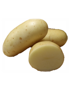 Plants de pommes de terre BIO - variété ATHENA
