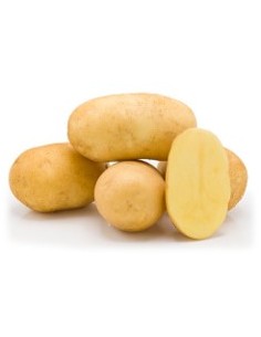 Plants de pommes de terre - variété AVANTI