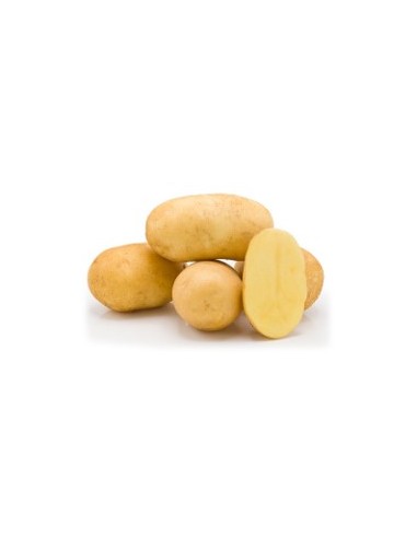 Plants de pommes de terre - variété AVANTI