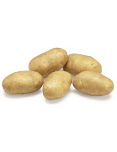 Plants de pommes de terre - variété BABYLON